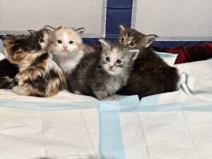 A group of fluffy kittens in various colors cuddle on a soft, light-colored blanket.