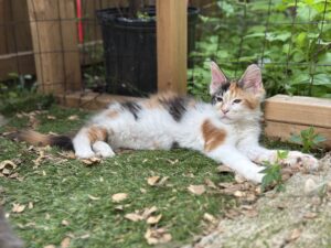 Fluffy calico kitten relaxing on grass in a garden setting